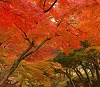 戀戀秋楓~千年古都+奈良(東大寺、唐招提寺)~禪寺古剎巡禮6日